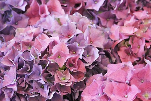 Lila, Natur, Rosa, Hortensie