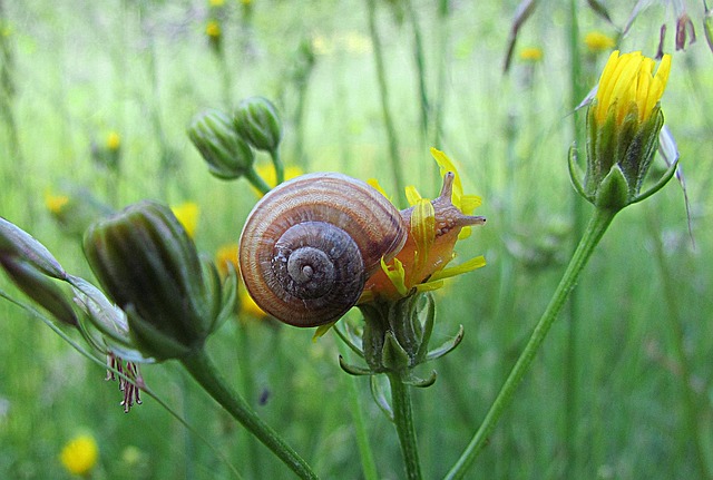 Free Nature Spring photo and picture