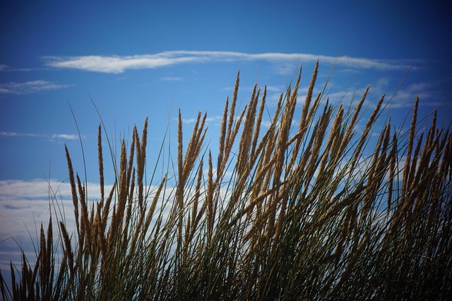 Natur, Himmel, Blå, Strand, Blå Himmel