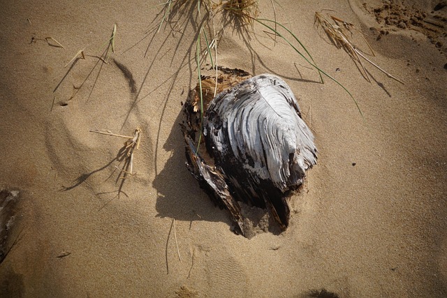 Strand, Drikke, Natur, Drivtømmer, Sand