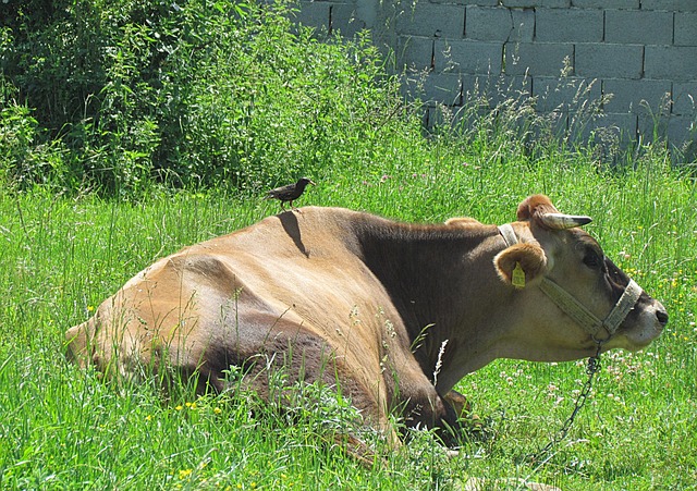 Free Nature Animals photo and picture
