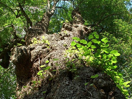 Tre, Trunk, Barken, Nature, Natur