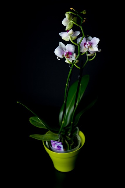 Free Flowers Plant photo and picture