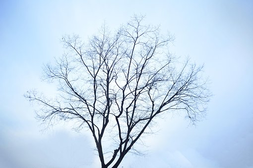 Free Winter Nature photo and picture