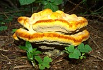 tinder fungus, yellow, nature