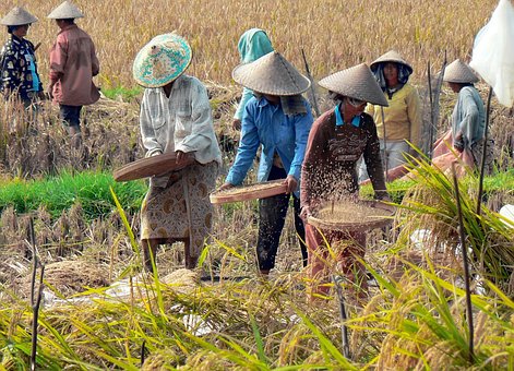 Indonesia, Bali, Gạo, Trồng Lúa