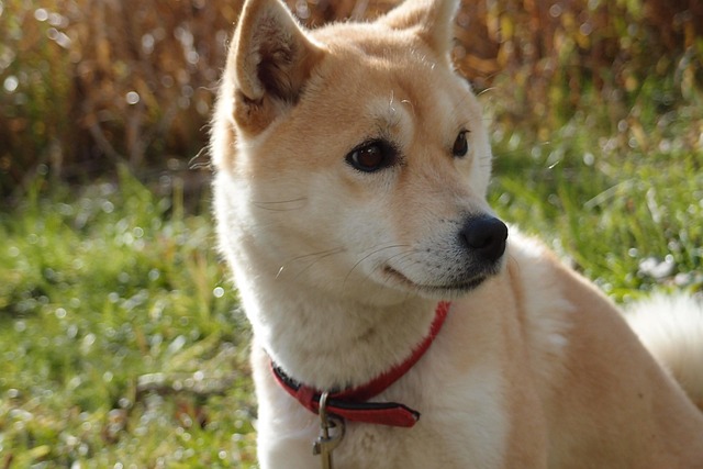 Free Dog Shiba Inu photo and picture