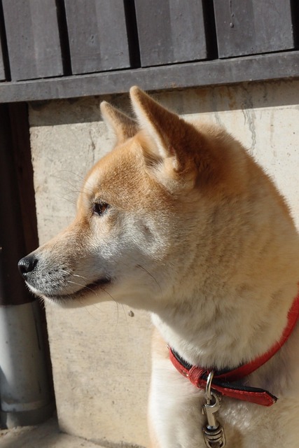 Free Dog Shiba Inu photo and picture