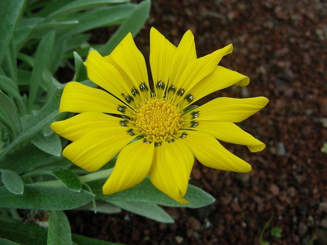 Blomst, Plante, Blomstre, Gul, Tæt Op