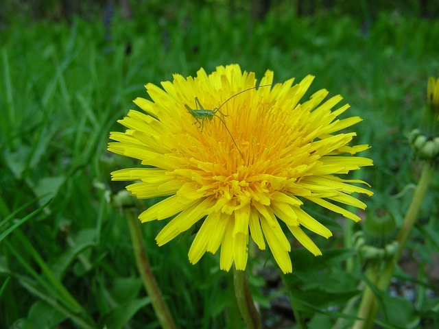 Blomst, Plante, Blomstre, Gul, Tæt Op