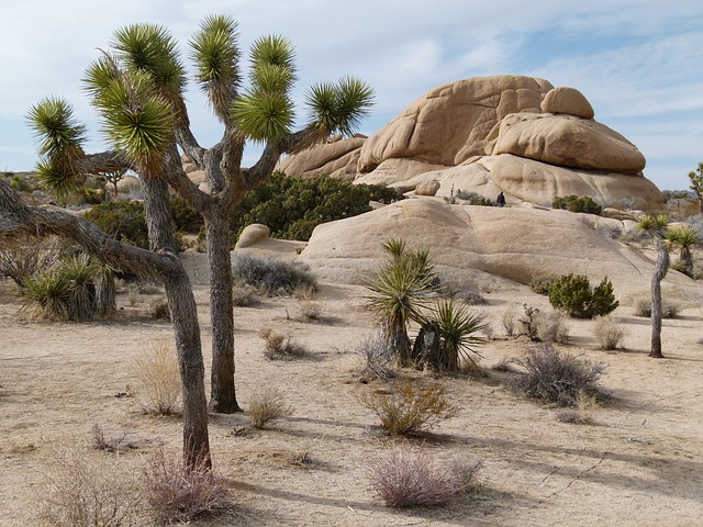 Natur, Nationalpark, Amerika, Usa