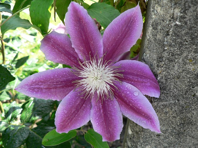 Blomstre, Blomst Tapet, Smukke Blomster