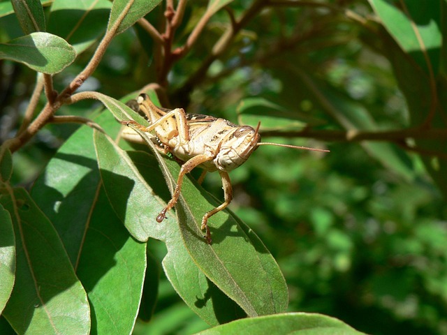Insekter, Natur, Plante, Dyr, Tæt Op