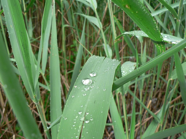 Plante, Blad, Grøn, Dug, Natur, Vand