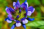 grass, flower, wild