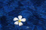 flower, water, spring