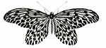 butterfly, clip art, colorful