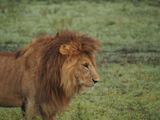 Leão, África, Juba Do Leão, Safári