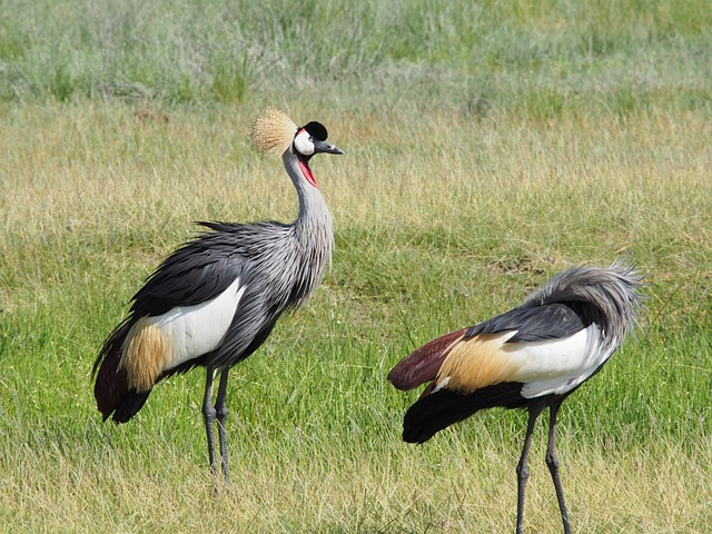África, Animal, Pássaro, Natureza