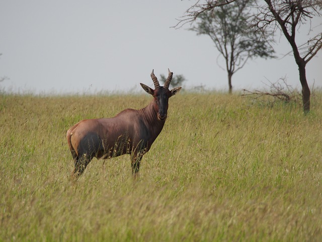 Animal, Natureza, África, Savana