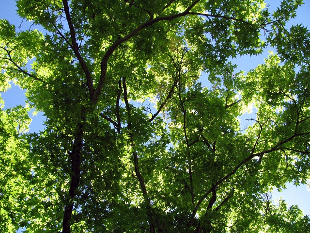 Pohon Daun-Daun Ranting - Foto gratis di Pixabay - Pixabay