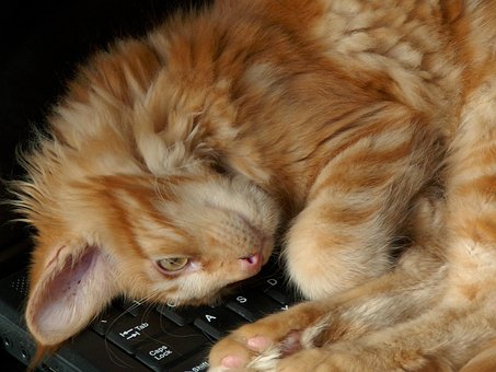 Katten, Ligger, Dyr, Huskatt, Kattunge