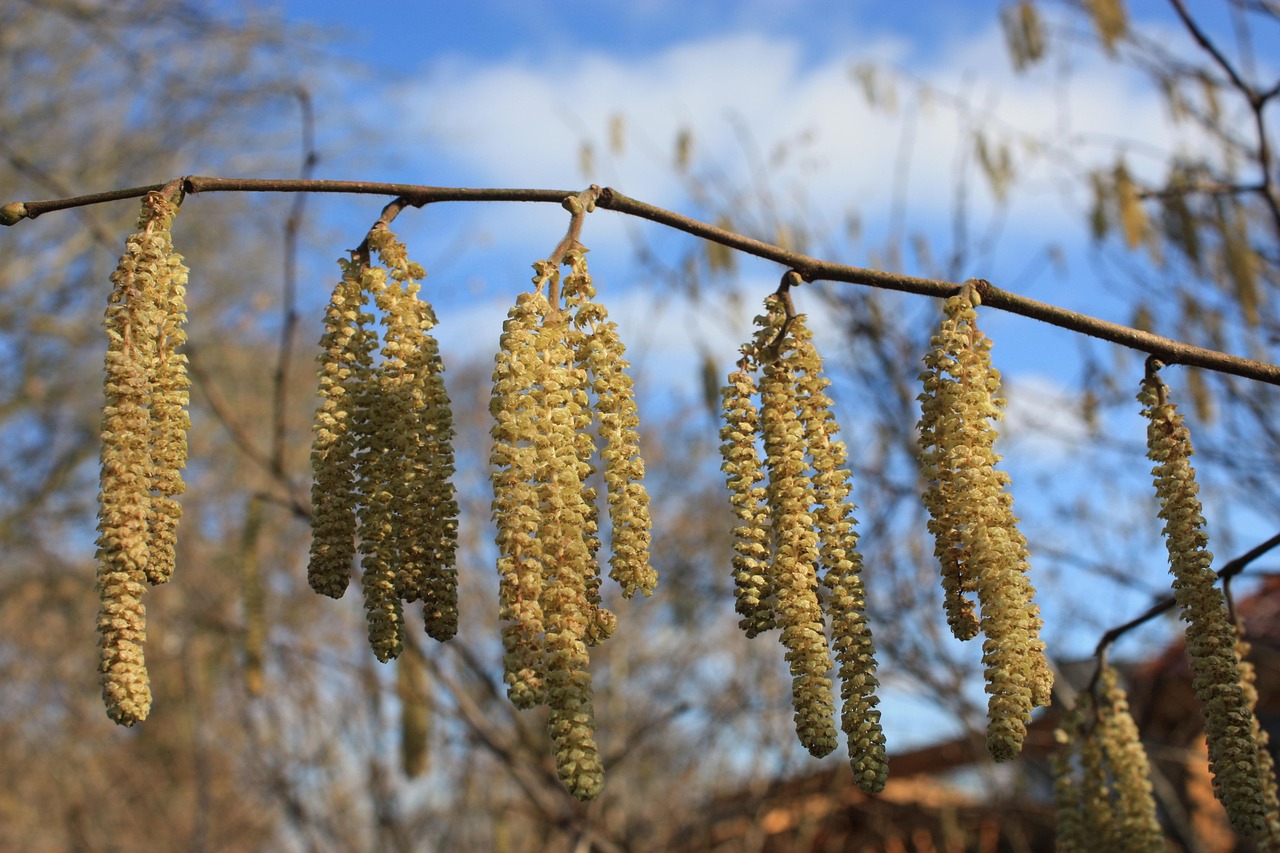ハシバミってどんな花? | セイヨウハシバミ – UNGM