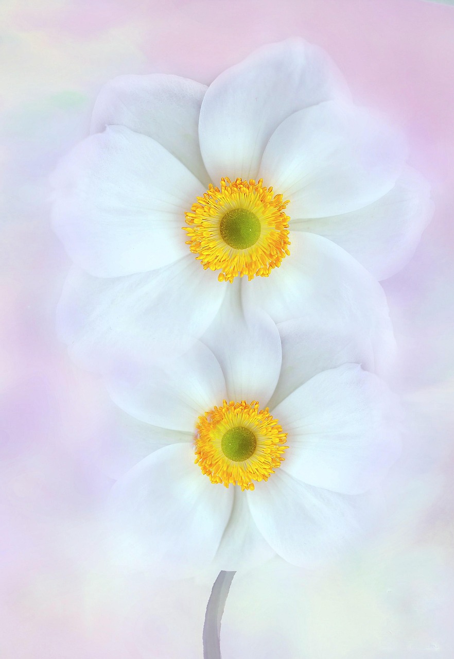 10,000+ Free Fantasy & Nature Photos - Pixabay