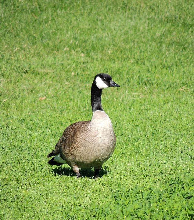 Free photo Canadian Snow Goose, Goose, Grass Free Image on Pixabay