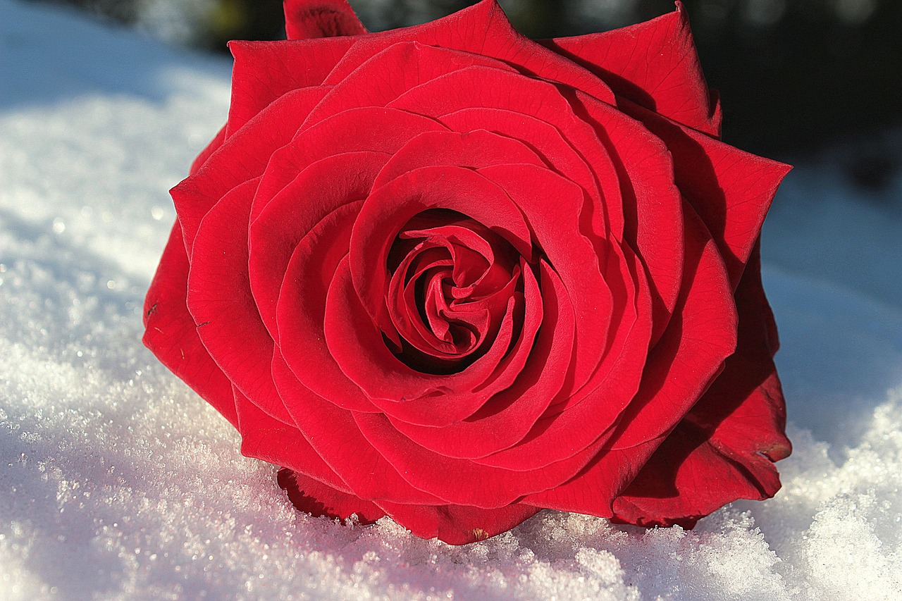 Rose Rasmlari Rose Red Flower - Free photo on Pixabay