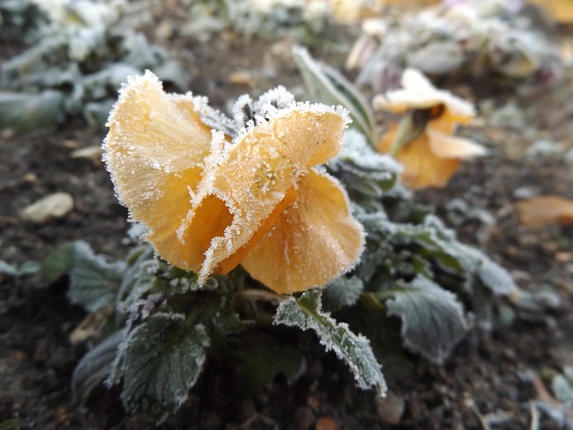 Free Ice Cold photo and picture