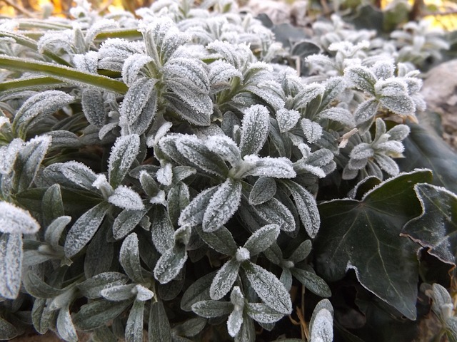 Free Frozen Leaves Ice photo and picture