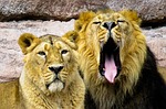 lion, mane, cat