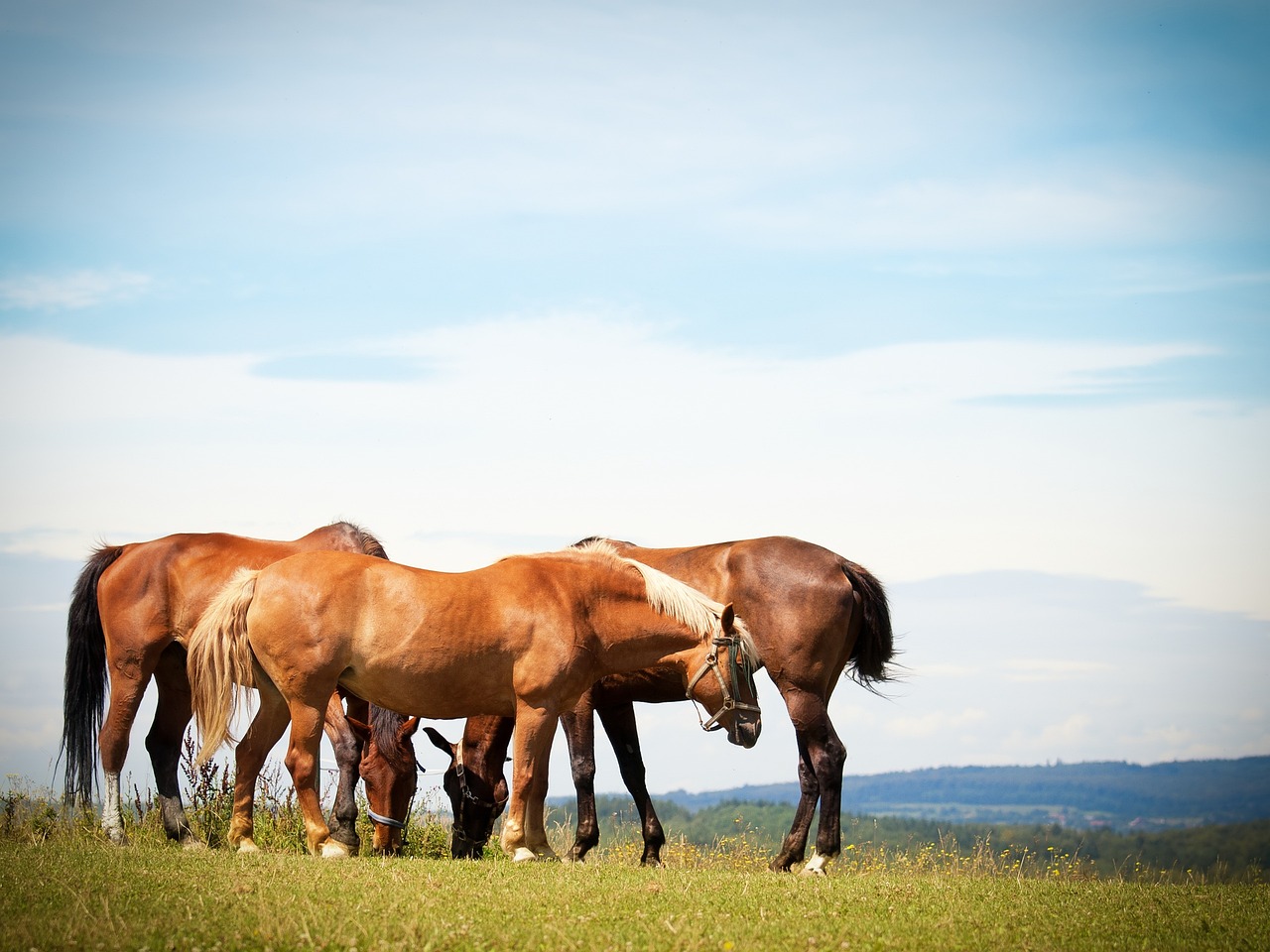 Horses - free online jigsaw puzzle photo