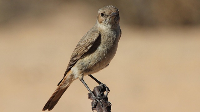 Free Flycatcher Bird photo and picture