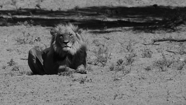 Free Lion Black photo and picture