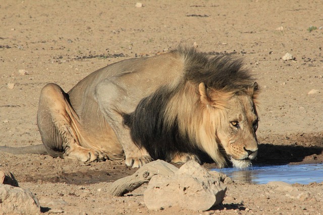 Free Lion Drinking photo and picture