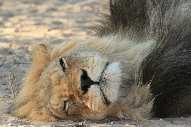 Free Lion Resting photo and picture