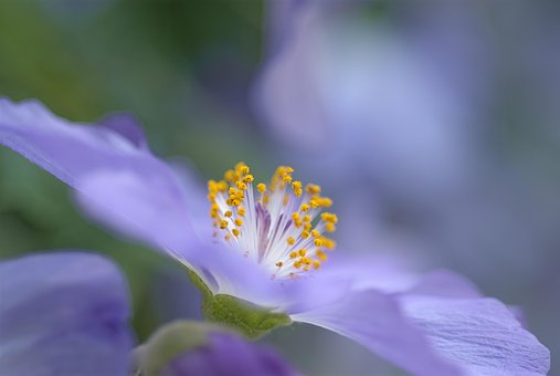 Free Abutilon Suntense Flower photo and picture
