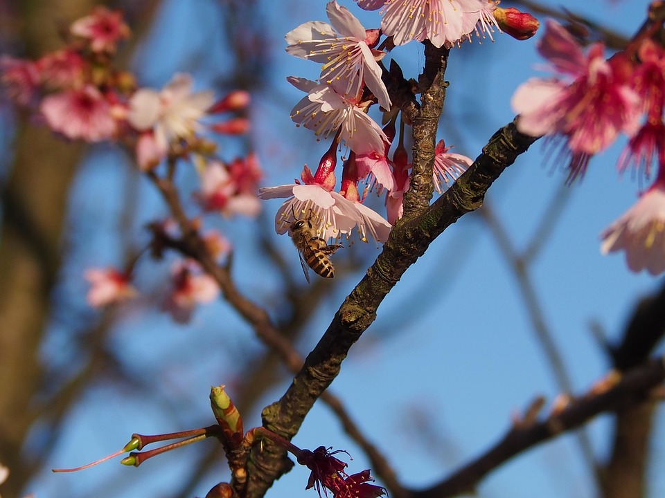 Bee Han Han Sakura Bee - Free photo on Pixabay