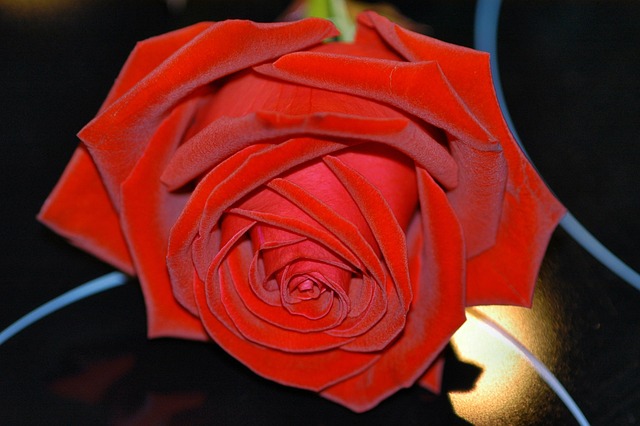 Free Rose Mirrors photo and picture