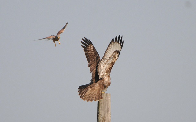 Free Birds Of Prey Meet photo and picture