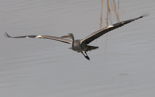 Free Flight Slide photo and picture
