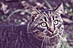 cat, stray, he is climbing up a tree