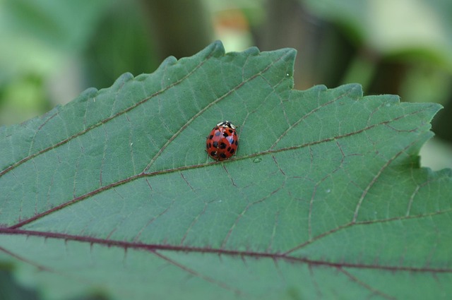 Marienkäfer, Insekt, Natur, Sommer