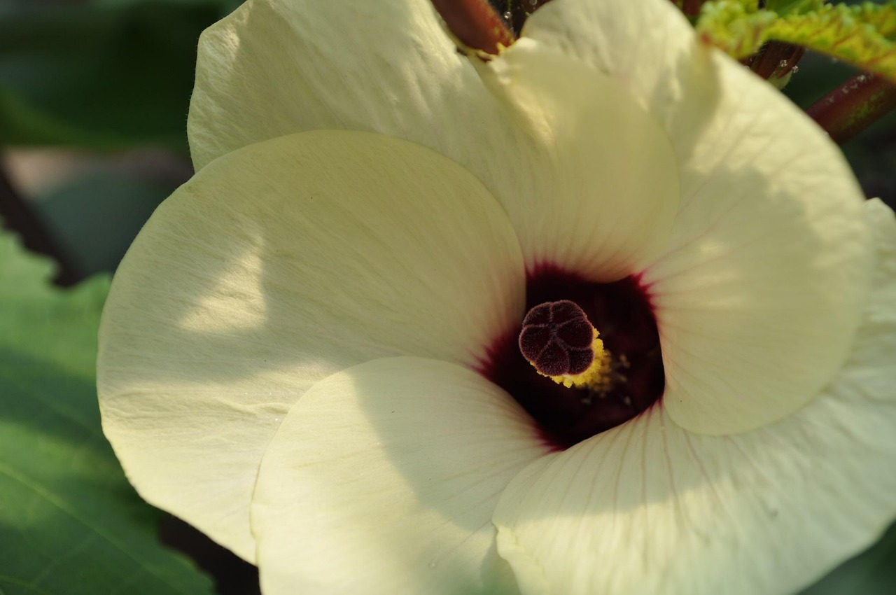 Flower Okra Blooms Free photo on Pixabay Pixabay