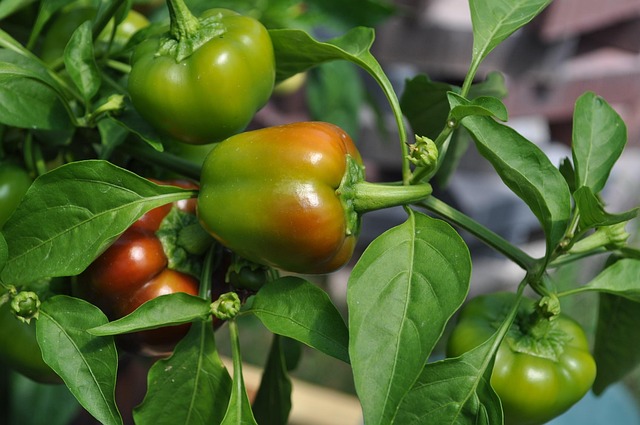 Gemüse, Natur, Pflanzen, Gartenarbeit