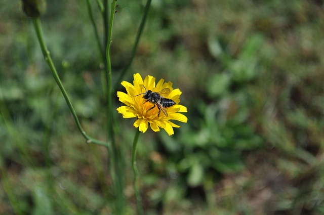 Biene, Blume, Insekt, Sommer