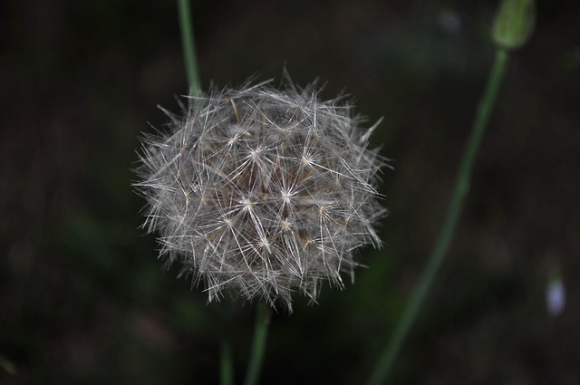 Pflanze, Blume, Natur, Feder, Wachsend