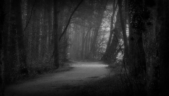 Free Forest Nature photo and picture